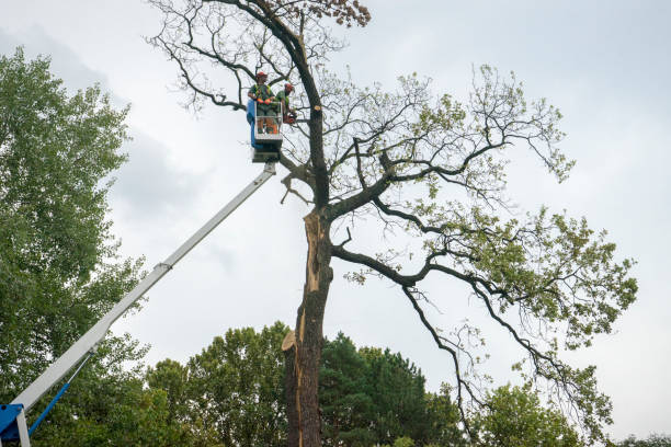 Mulching Services in Livonia, LA